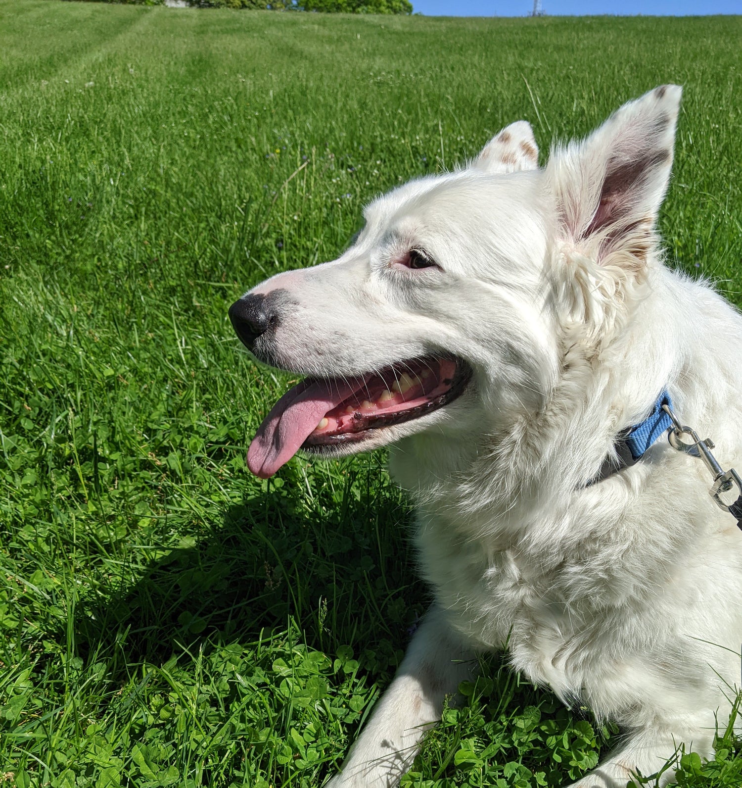 White dog with a blue collar sitting on green grass