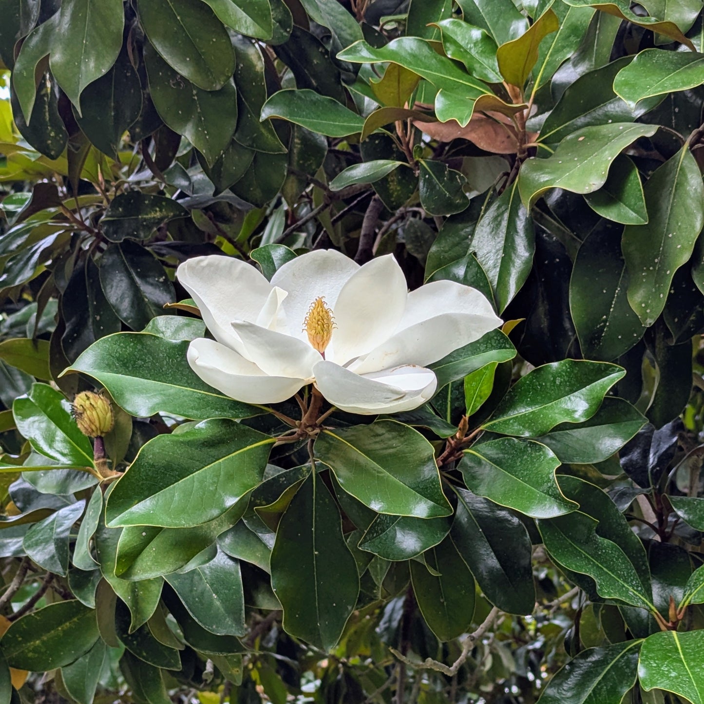 White Magnolia flower with green leaves on a Magnolia tree
