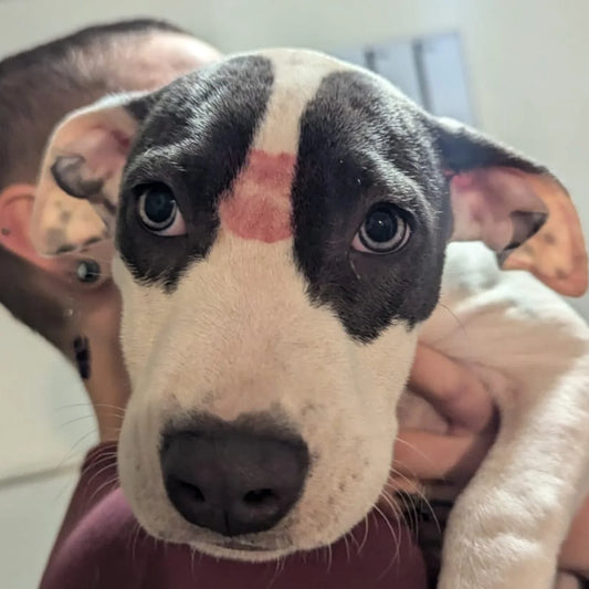 your magick is in the stars