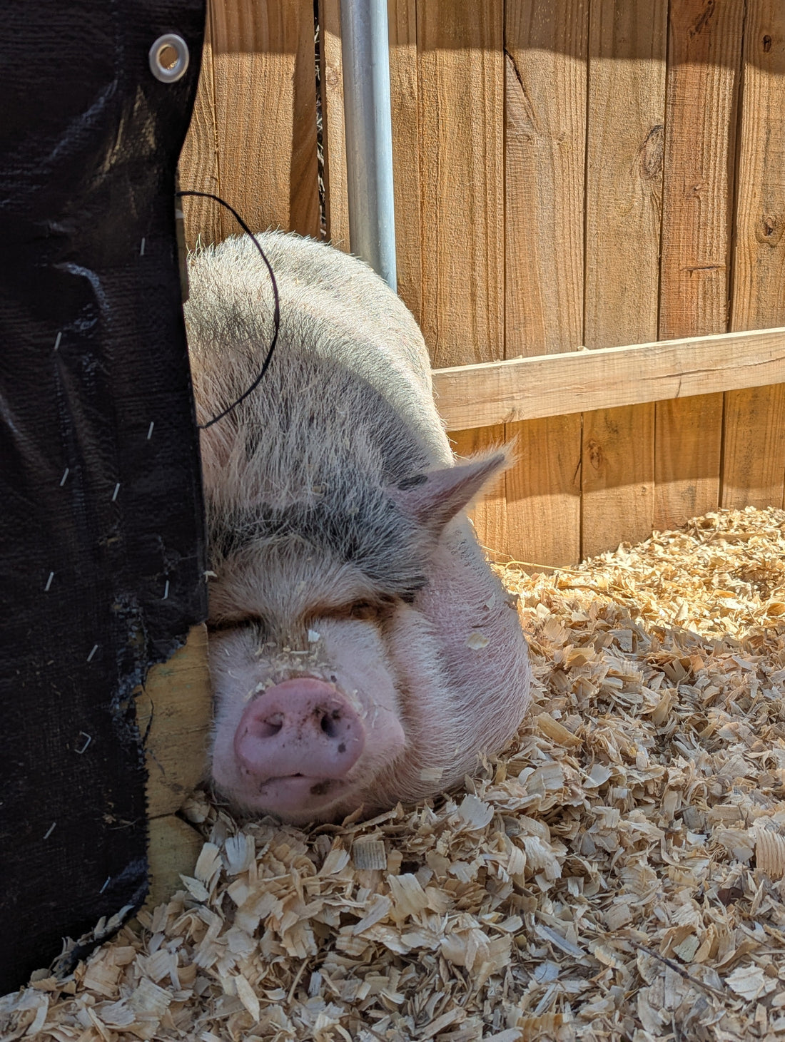 Petunia's Hut gets a Winter Renovation