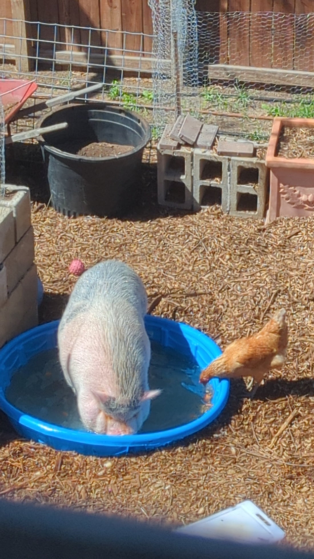 hydrating breakfast for petunia