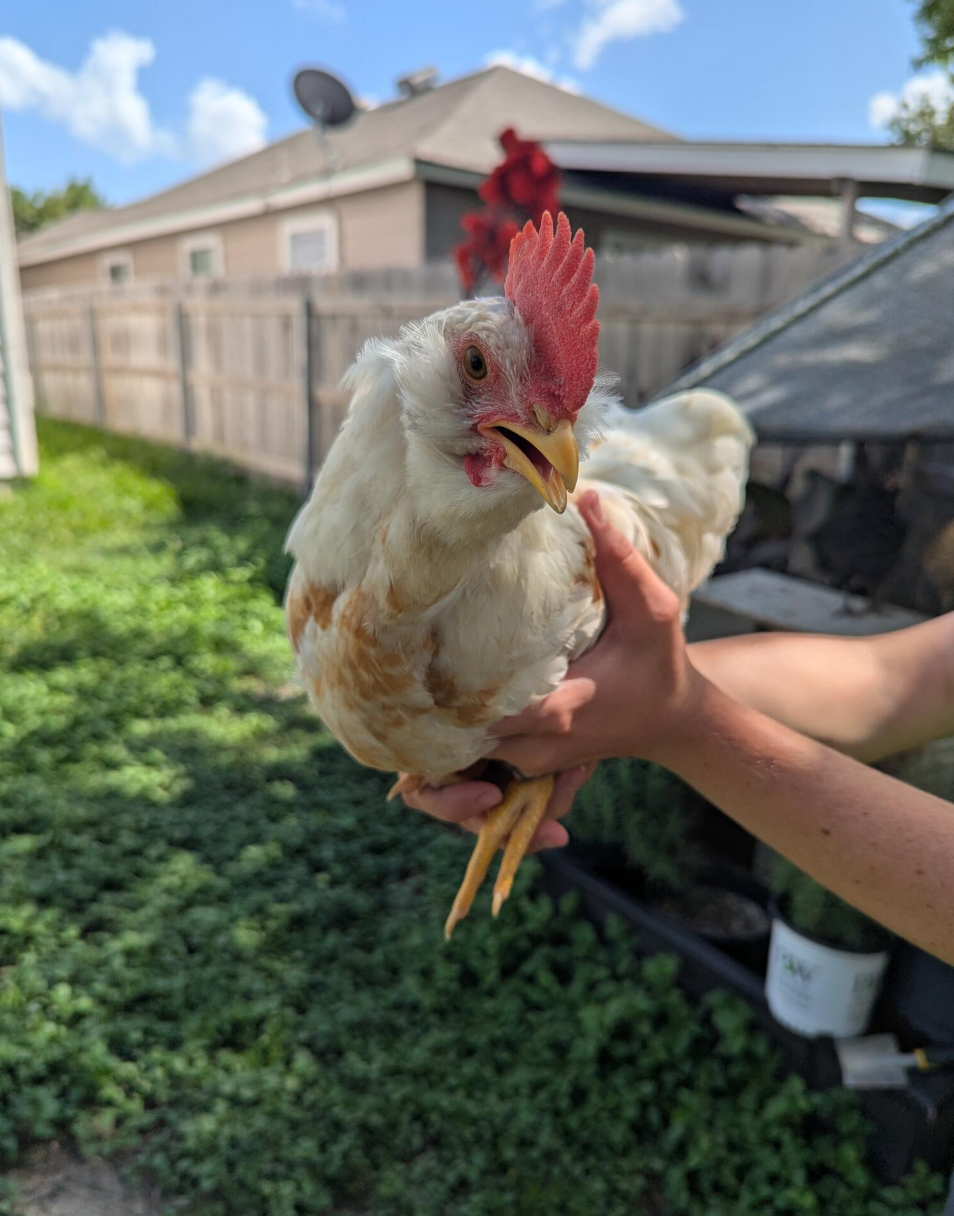 a young rooster looks at the camera with his beak halfway open. he is being held up by two hands above a backyard of clover. he is a  rhode island red rooster, with mostly white feathers centered in his chest by red feathers