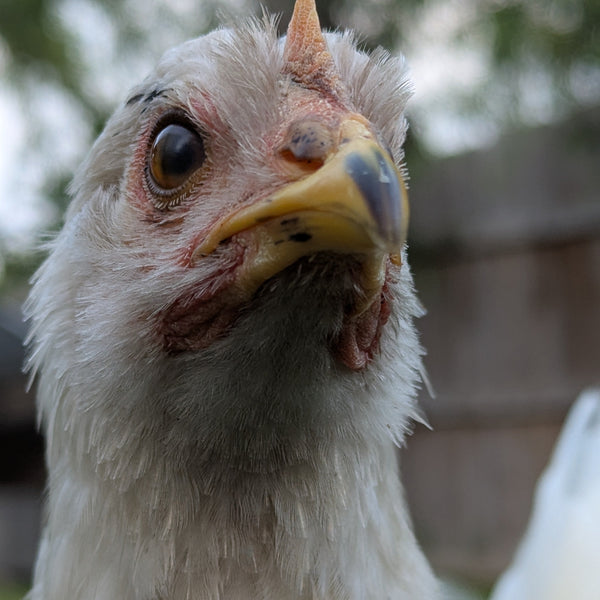 Close-up of a chicken with a blurred background