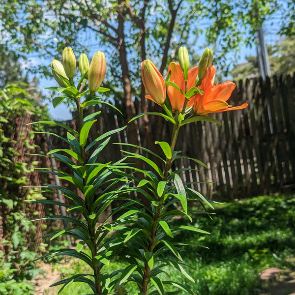 Potted plant with orange flowers in a garden setting