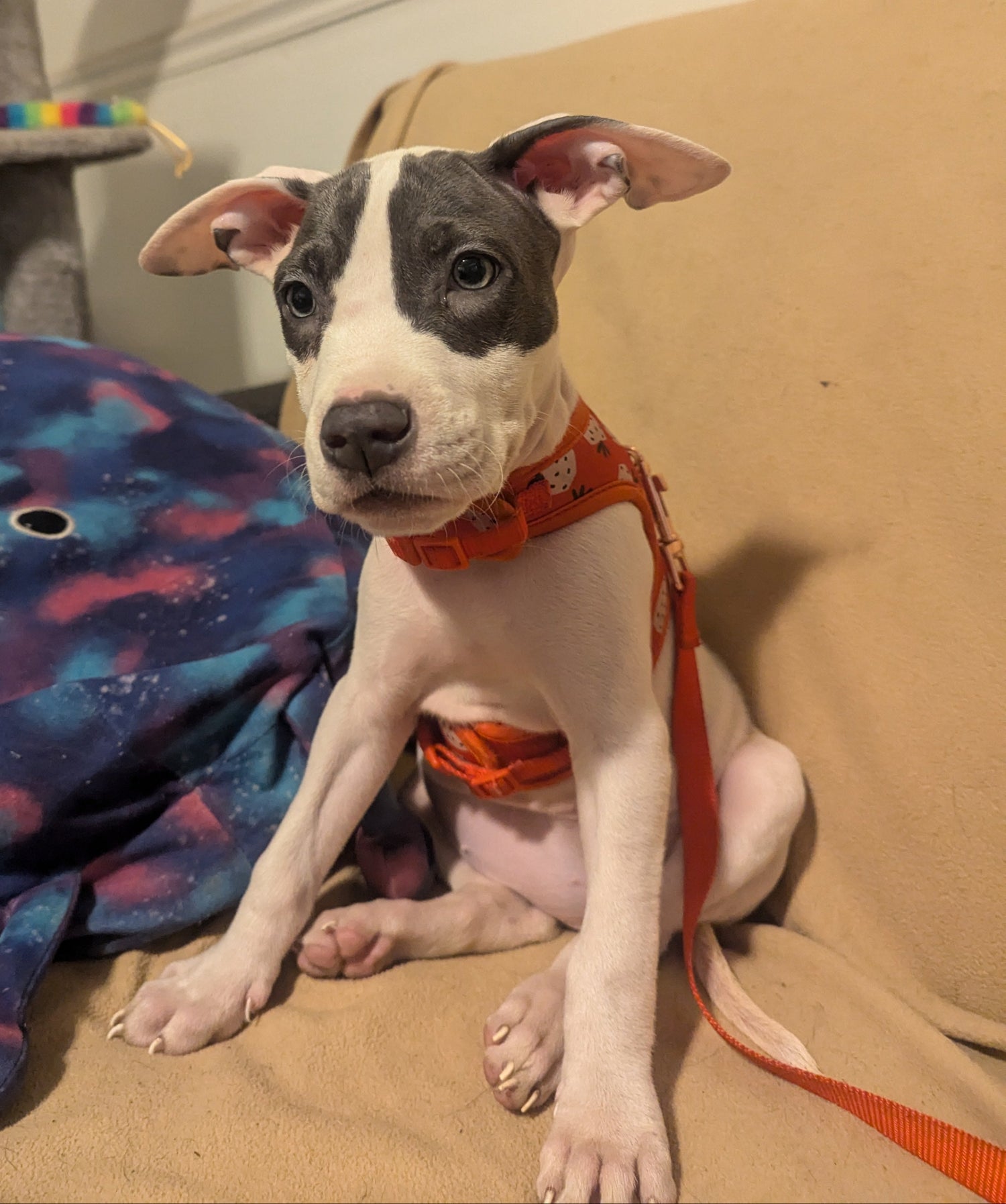 Puppy wearing a red-orange harness sitting on a couch next to a colorful dog bed. Baby Luna on Couch in Strawberry Cat Harness