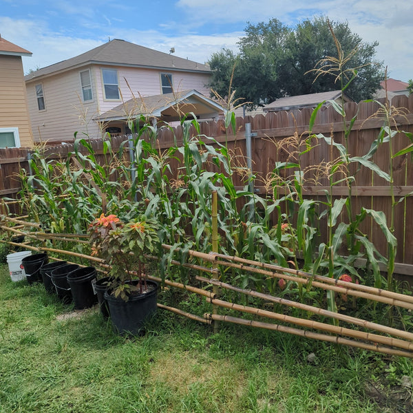 Corn plants growing in a backyard with a wooden fence and houses in the background.