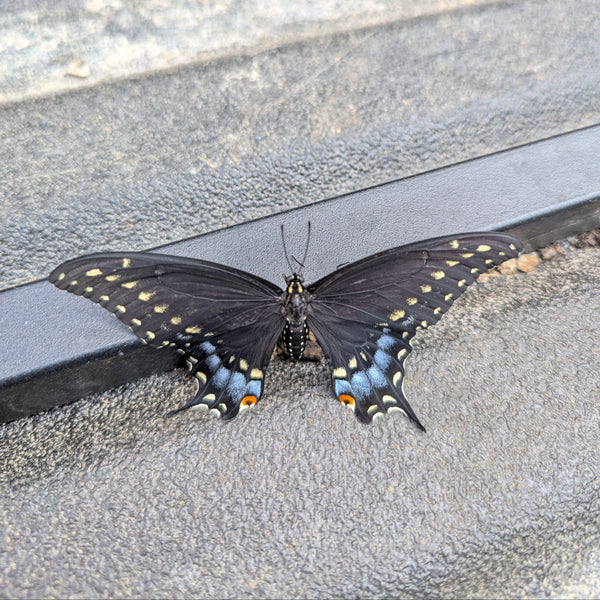 Large black butterfly with a pattern of yellow spots and an iridescent blue and orange patch on the hindwings, resting on a black textured surface.