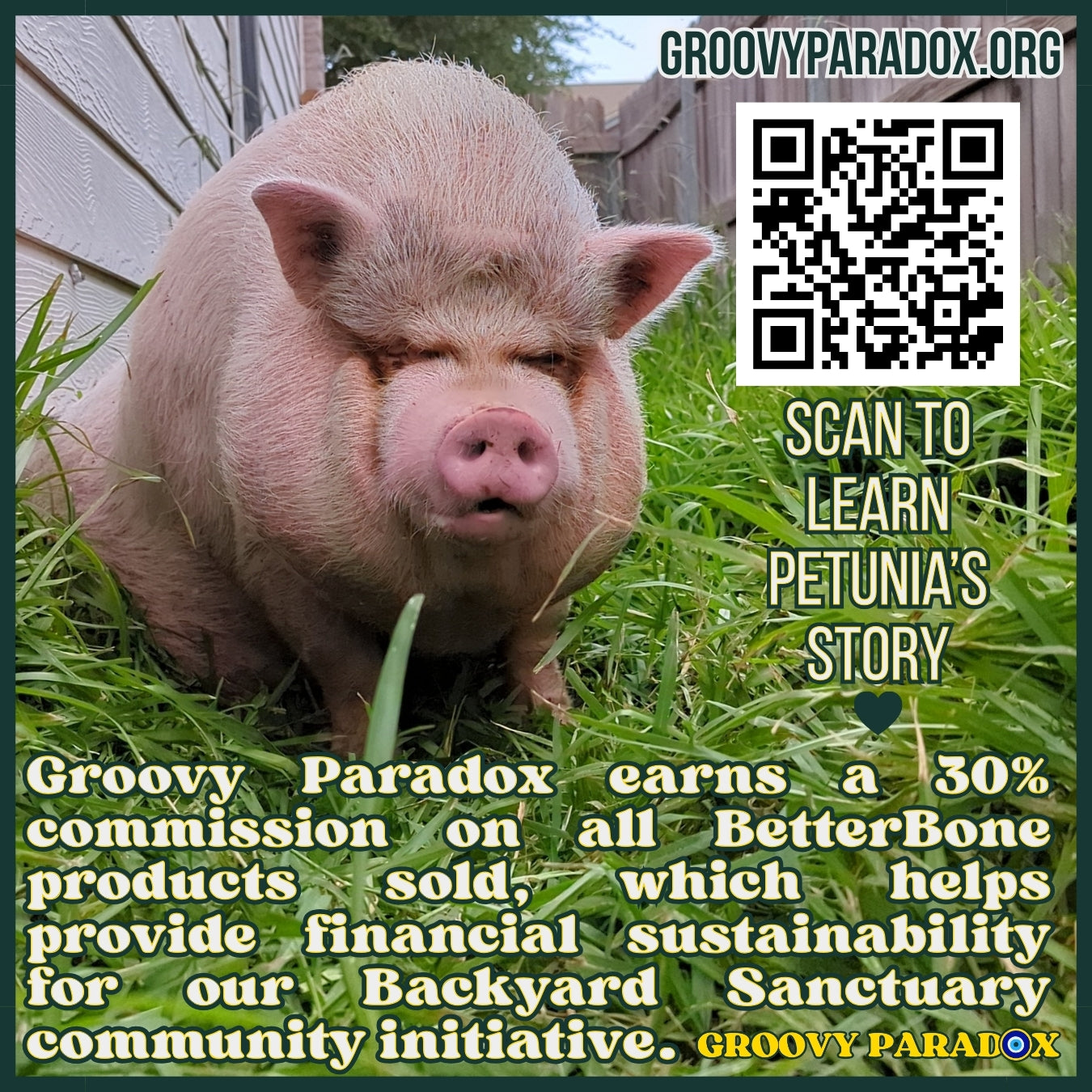 Pig in grass with QR code and text overlay on Groovyparadox.org