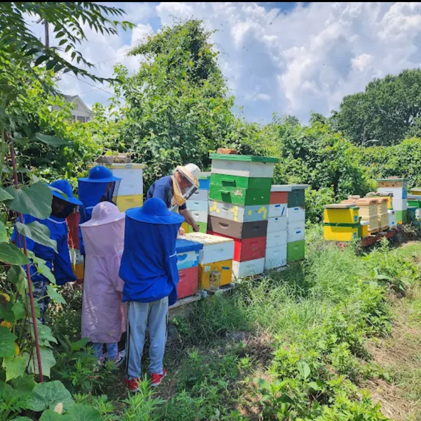 People inspecting bee hives in a garden setting