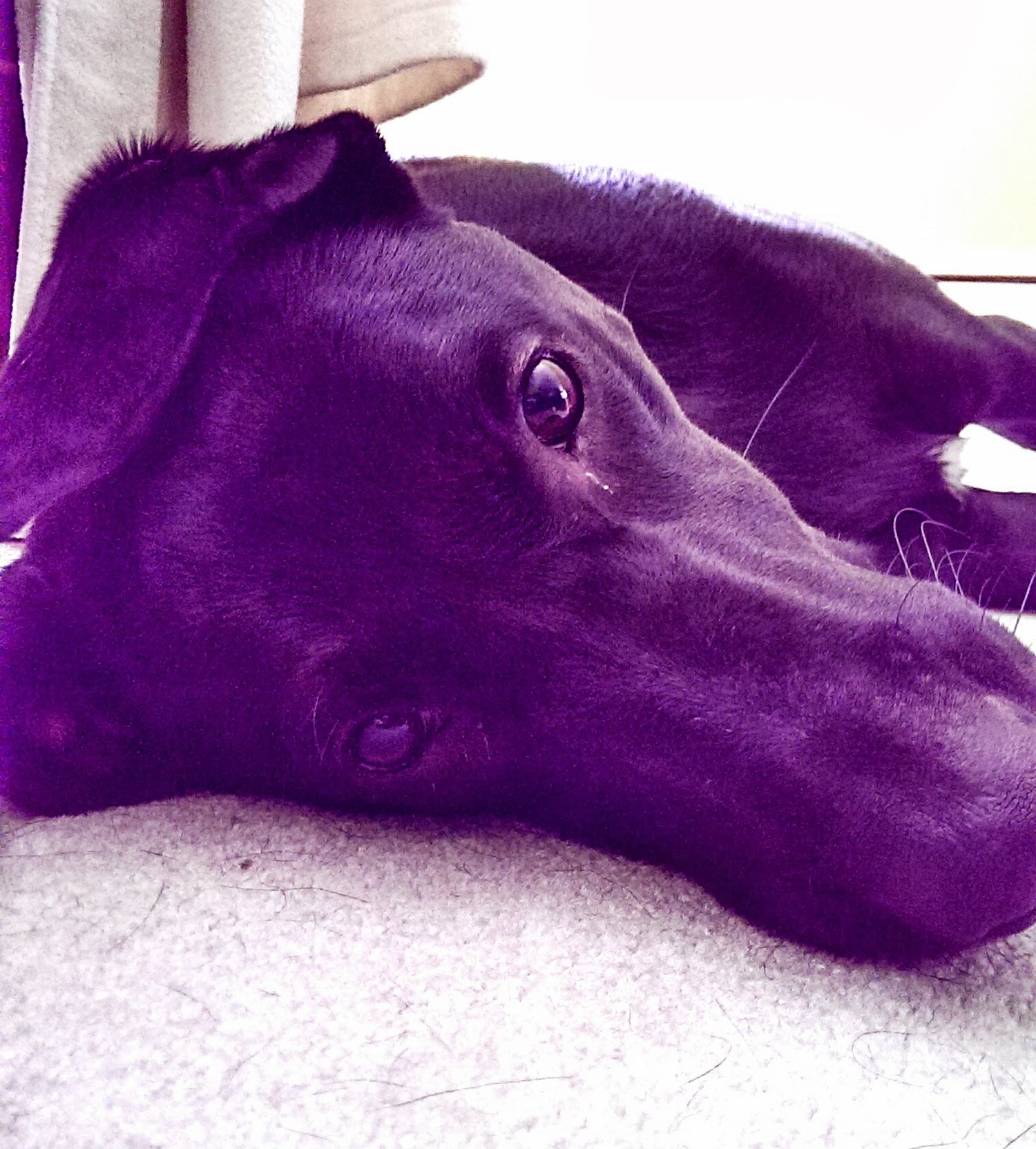 Black dog lying on a carpeted floor with a purple-hued filter. dramatic, moody, modeling aesthetic and vibes