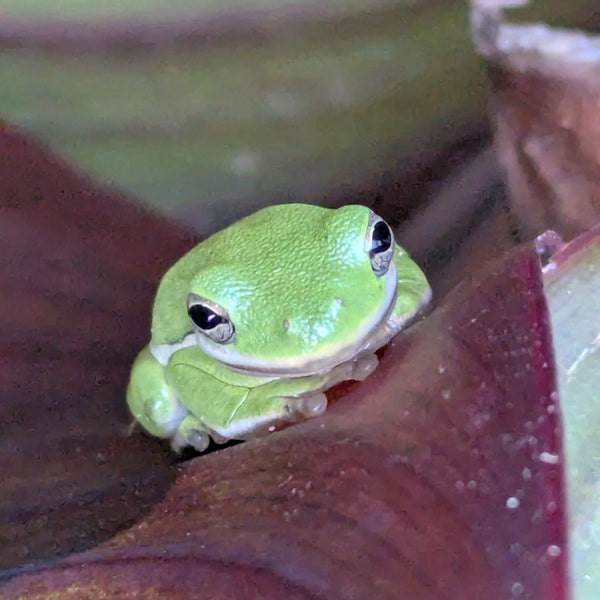 Green frog sitting on a brown leaf