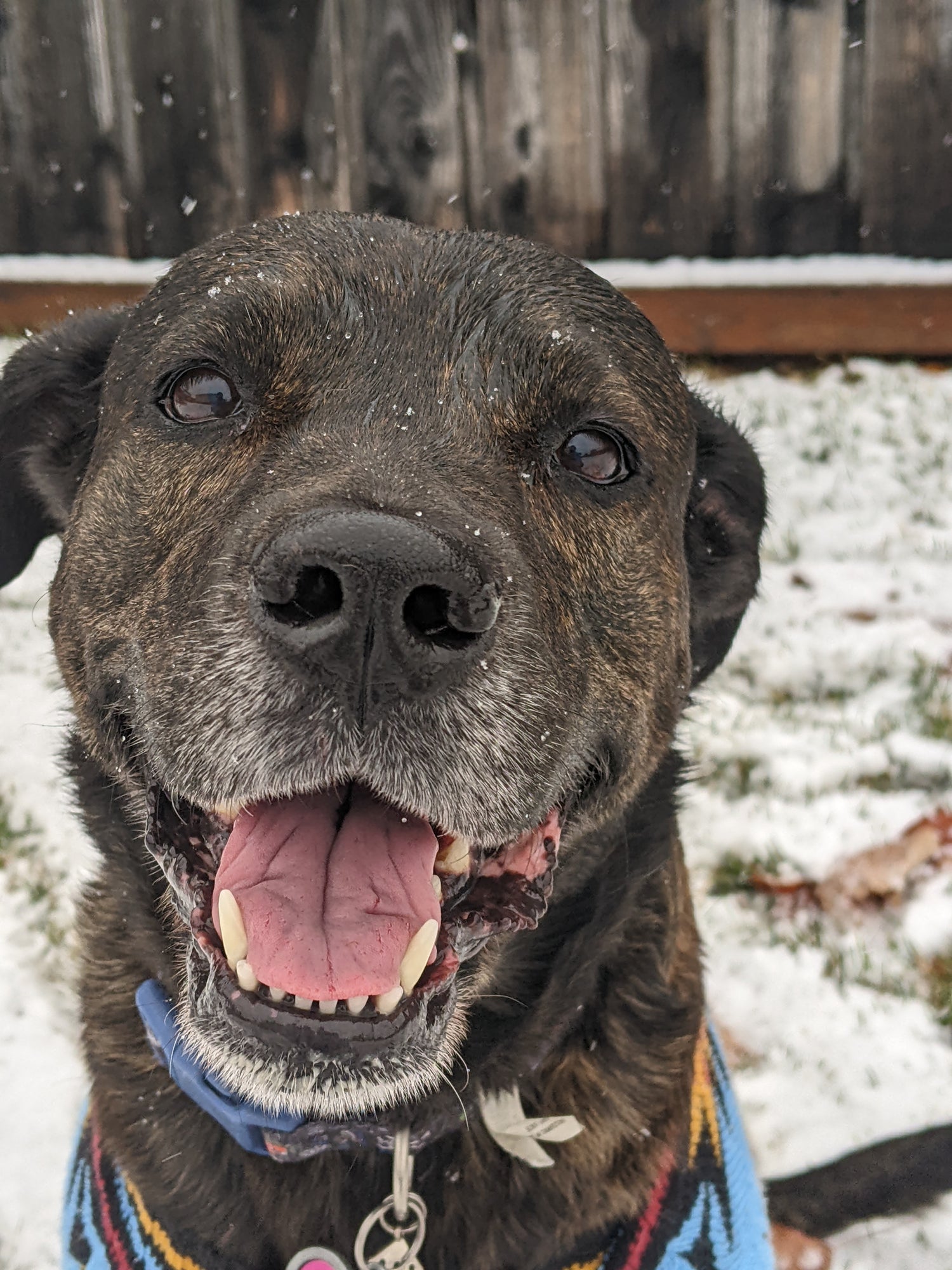 Dog with a colorful sweater standing in a snowy backyard