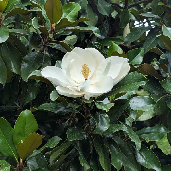 White Magnolia flower surrounded by green leaves