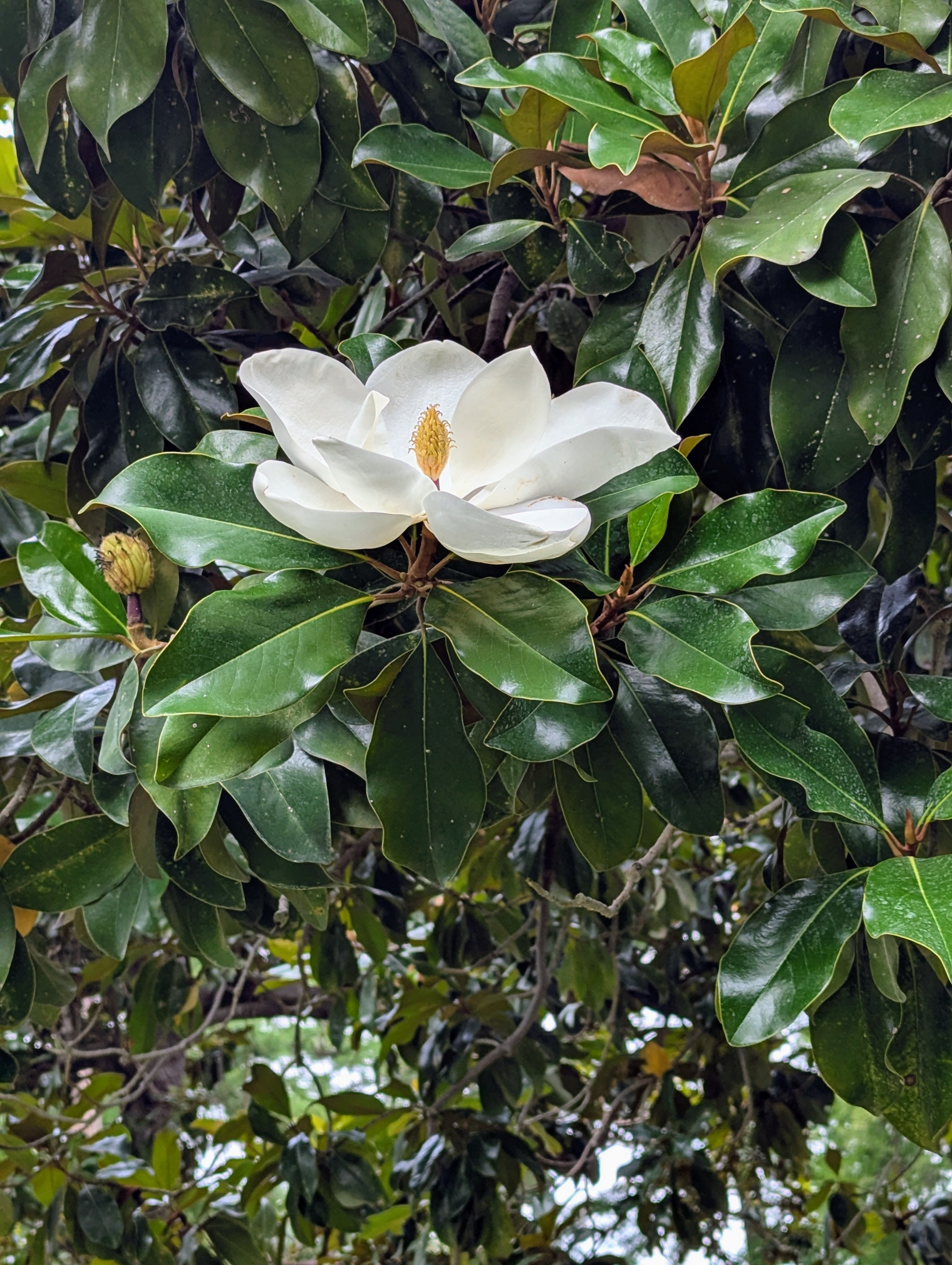 White Magnolia flower with green leaves on a Magnolia tree
