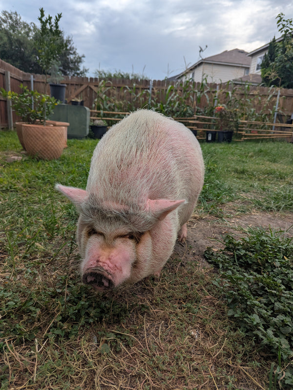 Petunia the Potbelly Pig standing in the Backyard Sanctuary, showing her pink coat and happy face.