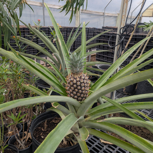 Pineapple plant with a pineapple growing in a greenhouse setting