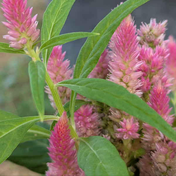 Pink flower clusters with green leaves on a blurred background