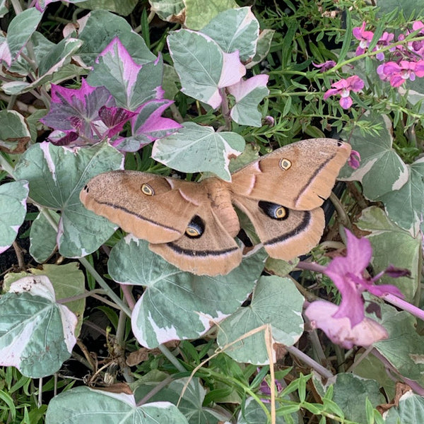 Large moth on green and white variegated leaves with light, bright purple flowers