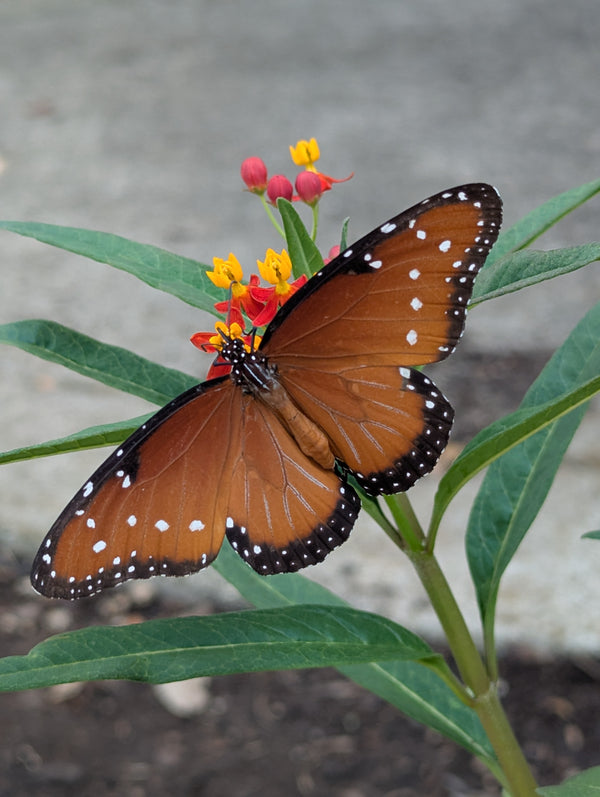 Butterfly on a plant with green leaves and red milkweed flowers