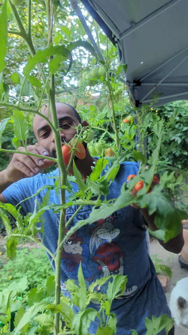 Person in a garden examining a tomato plant
