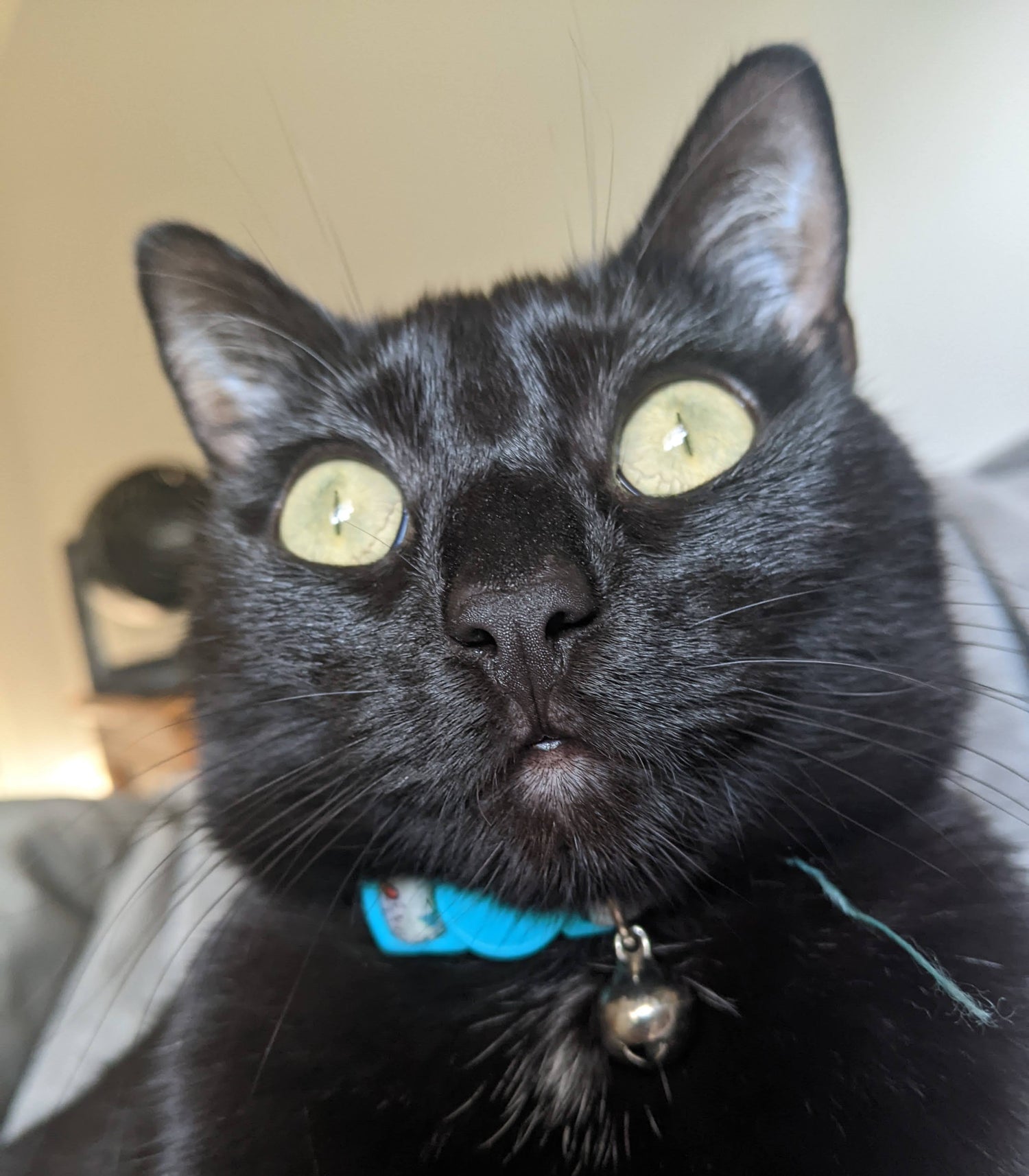 Black cat with a blue collar and bell looking directly at the camera.