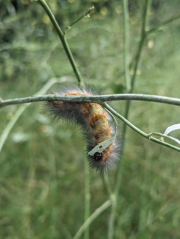 Woolly caterpillar with black hairs and an orange-yellow stripe on a green stem.