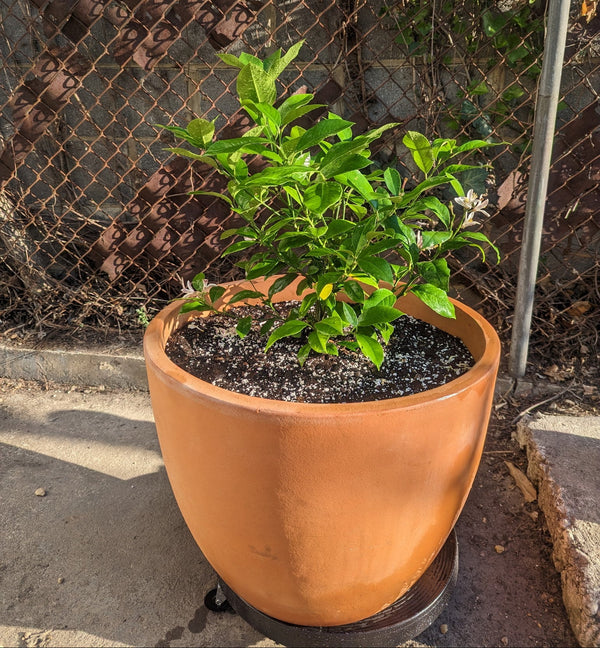 Potted lemon tree in front of a chain-link fence