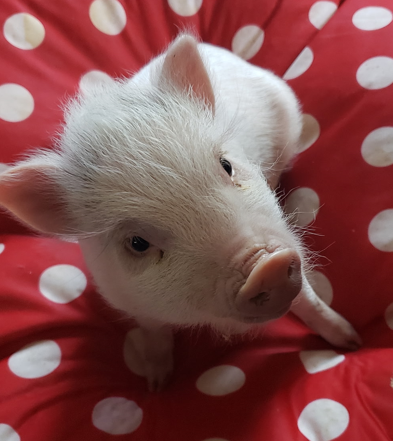 Load video: Petunia&#39;s Story